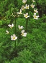 Okrężnica Bagienna oczko biały kwiat Hottonia Producent Perfekt Klik Sylwia Grzelak wodne-rosliny