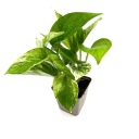 Эпипремнум перистый Epipremnum pinnatum var. marble - Живое террариумное растение