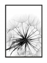 КАРТИНА, ПОСТЕР В РАМКЕ 33х43 см Одуванчик П505