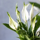 МИНИ Спатифиллум PEARL CUPIDO цветет круглый год.