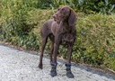 Buty Trixie czarny L/XL Nazwa handlowa Dopasowane buty ochronne dla małego psa na wszystkie pory roku, Trixie rozmiar XL (7 - 7,5 cm)