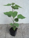 SURMIA Katalpa BUNGEGO sadzonki w doniczkach Roślina w postaci sadzonka w pojemniku do 0,5l