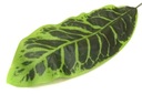 Диффенбахия Зеленолистная/ dk.green LEAVES
