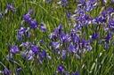 Irys Syberyjski Kosaciec niebieskie kwiaty idealny przy brzegu oczka stawu Kolor kwiatów niebieski inny kolor
