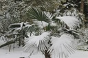 Mrazuvzdorná palma Wagnerov drhnutie do - 24 C vo vašej záhrade semená Značka DobreNasiona.pl
