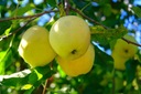 Яблоня GOLDEN DELICIOUS, плоды сочные, хрустящие.