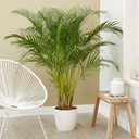 УВЛАЖНИТЕЛЬ ДЛЯ ЖИЛЫХ УВЛАЖНИТЕЛЕЙ AREKA PALM Dypsis Lutescens размер M