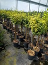 Euonymus Fortunei – TRZMIELINA EMERALD GOLD – očkovaná na nízkom kmeni