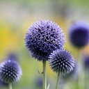 PREHRIATIE GUĽOVITÉ ECHINOPS SPHEROCEPHALUS 20 NAŠE