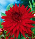 Красный кактус георгин, большое корневище.