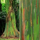 Exotické semená eukalyptu Eucalyptus deglupta Dúhový eukalyptus Druh Okrasný strom
