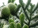 Araukaria Čilská Opica Strom (Araucaria Araucana) semená 1 ks Značka DobreNasiona.pl