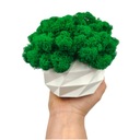 Вазон с мхом хроботек CHROBOTEK MOSS в белом горшке, 3D печать