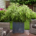 Bambus mrazuvzdorný do - 20 C na živý plot do záhrady a na terasu semená 5 ks Hmotnosť 0.5 g