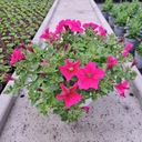 Розовая гибридная петуния для балкона, подвесной цветочный горшок, цветы для сада