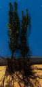 Саженцы тиса промежуточного тиса Hicksii для живой изгороди 20-40см Сорт Hedge