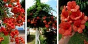 MILIN AMERICAN 'FLAMENCO' цветы, похожие на фрезии.