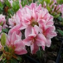 Azalka japonská KERMESINA ROSEA Rhododendron Druh rastliny Iný