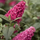 Buddleja Dawida Butterfly Candy МИНИАТЮРНАЯ розовая