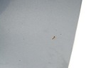 M832 PORTES GAUCHE AVANT SKODA FABIA I 1999-2008 LF7Uphoto 10