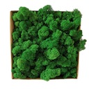 ФИНСКИЙ мох Хроботек 100г ПРЕМИУМ ОЧИЩЕННЫЙ