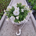 Белая петуния гибридная для балкона, подвесной цветочный горшок, цветы для сада