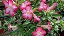 Набор для выращивания бонсай Desert Rose растений Баобаба