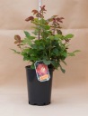 Клумбовая роза CARACHO KORDES ADR CERTIFICATE FLOWER POT