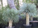 Mrazuvzdorná Jukka Rostrata (Yucca rostrata) do - 20 C semená 3 ks veľkosť topánok tety Klotky 3 ks