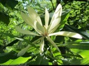 Magnolia PARASOLOWATA WYJĄTKOWA biała SADZONKA niespotykane LIŚCIE
