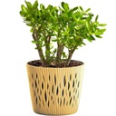 ЦВЕТОЧНЫЙ ГОРШОК С КРУГЛОЙ КРЫШКОЙ ПЕСОЧНОГО цвета, 15,8 см