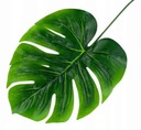 Liść Philo LIŚCIE filodendron MONSTERA latex green