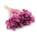 Фаларис Хизер Канарская трава, канарейка бохо