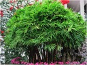 Bambus mrazuvzdorný XXL do výšky 2 m vydrží mráz do - 20 C semená Stav balenia originálne