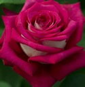 Róża wielkokwiatowa - Różowo-biała DUŻE KWIATY DONICZKA 4 LITRY Roślina w postaci sadzonka w pojemniku 3-5l