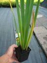 W15 Ирис желтый (Iris pseudacorus) для пруда p9