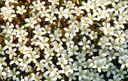 Skalnica arendsa Snow Carpet BIAŁA SAXIFRAGA SKALNIAK SUCHE GLEBY sadzonka Roślina w postaci sadzonka w pojemniku 2-3l