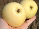 Яблоня Олива Желтая старый сорт из горшка 287Д