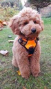 REFLEXNÁ postroj pre psa TRUELOVE ORANŽOVÁ XL Farba čierna odtiene oranžovej