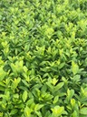 laurowisnia caucasica piekna tania!!! sadzonka w doniczce P9 Rodzaj rośliny Inny