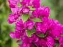 Бугенвиллия фиолетовая с цветками PA 35-55см P14