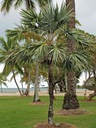 Exotické semená Palmy pre záhradu Palma Morissa Leucothrinax morrisii Cyklus vývoja rastlín viacročné