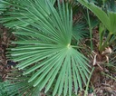 Mrazuvzdorná palma Wagnerov drhnutie do - 24 C vo vašej záhrade semená Stav balenia originálne