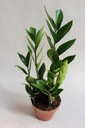 ЗАМИОКУЛКАС (ZAMIOCULCAS) ОЧЕНЬ КРАСИВЫЙ