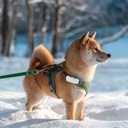 GPS lokátor BEZ PŘEDPLATNÉHO APLIKACE SLEDOVÁNÍ PSA KOČKY ZVÍŘAT MK032 Stav balení originální