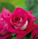 Róża wielkokwiatowa - Różowo-biała DUŻE KWIATY DONICZKA 4 LITRY Kraj Polska