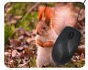 Podkładka pod mysz wiewiórka z białym brzuszkiem