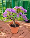 Apák napi ajándék boldogságfa bonsai ajándék apák napjára Csomagolás állapota eredeti