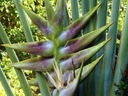 PELGRZAN MADAGASKARSKÝ STROM CESTOVATEĽOV 3 NASIO Cyklus vývoja rastlín viacročné