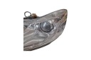PHARE GAUCHE AVANT SKODA OCTAVIAII (1Z3) 1Z1941015G 1.2L GASOLINE 77KWphoto 9